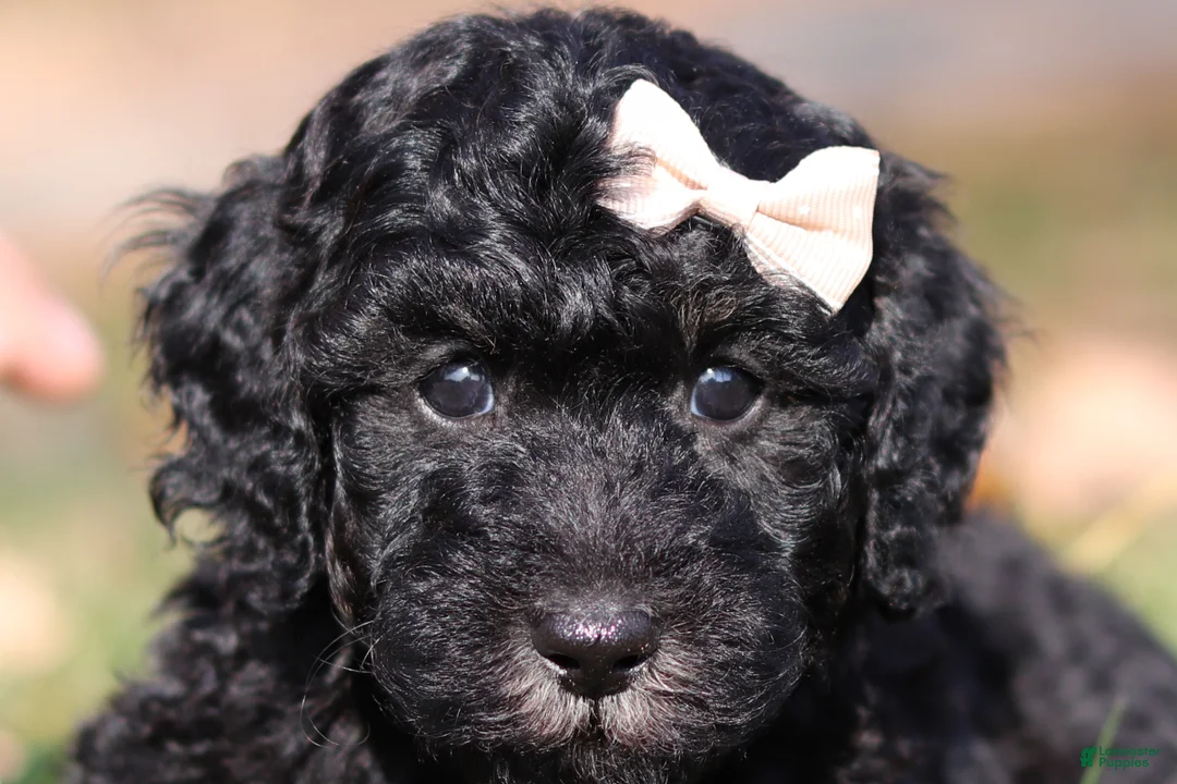 Miniature Poodle dogs for sale: Janice - Ad 1