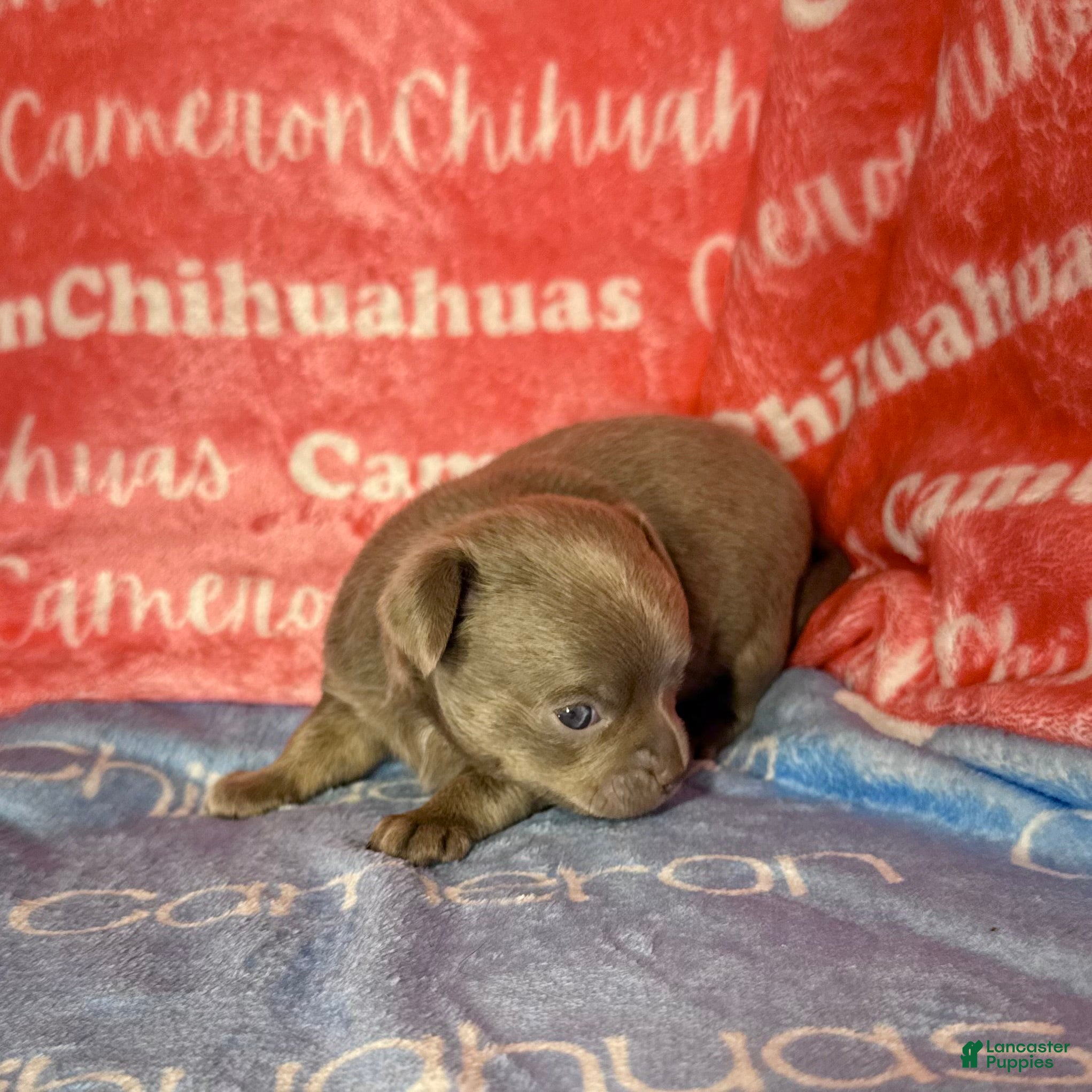 Chihuahua dogs for sale: Cannoli Lavender Smooth Coat - Ad 2