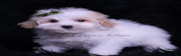 Maltipoo dogs for sale: Miso - Ad 4
