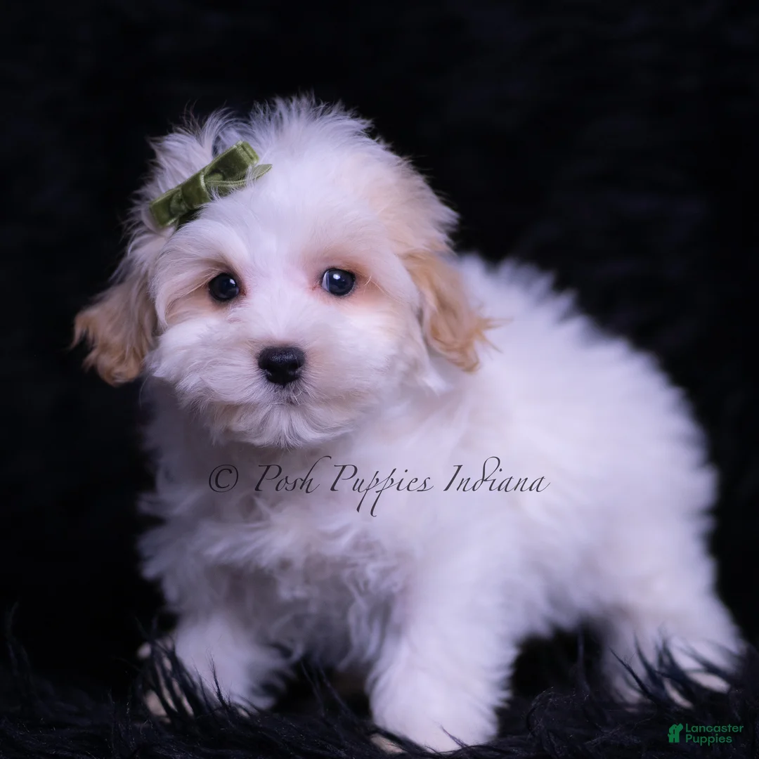 Maltipoo dogs for sale: Miso - Ad 4