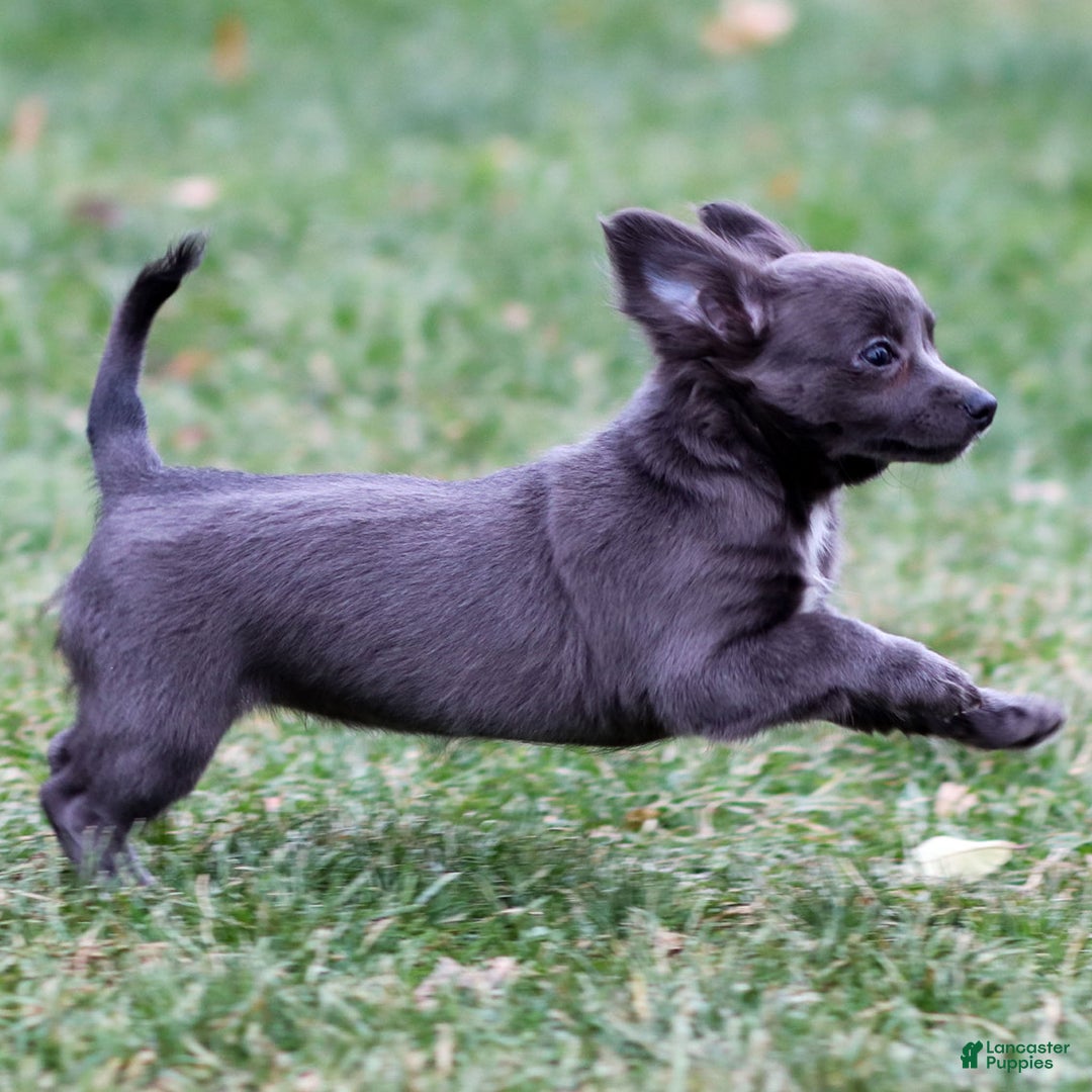 Chihuahua dogs for sale: Penny - Ad 3