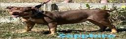 American Bully dogs for sale: American Bully 3 - Ad 2
