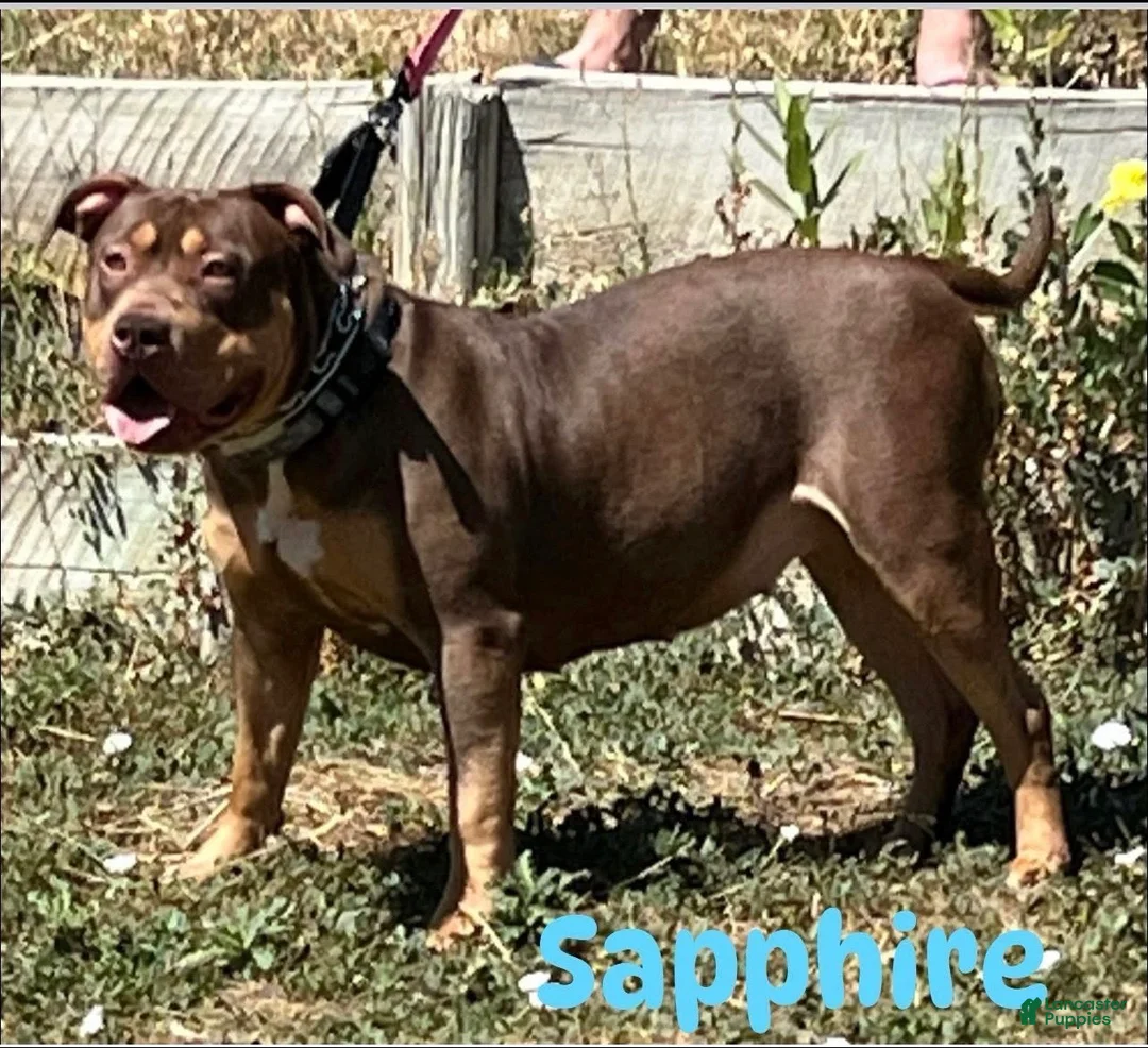 American Bully dogs for sale: American Bully 3 - Ad 2