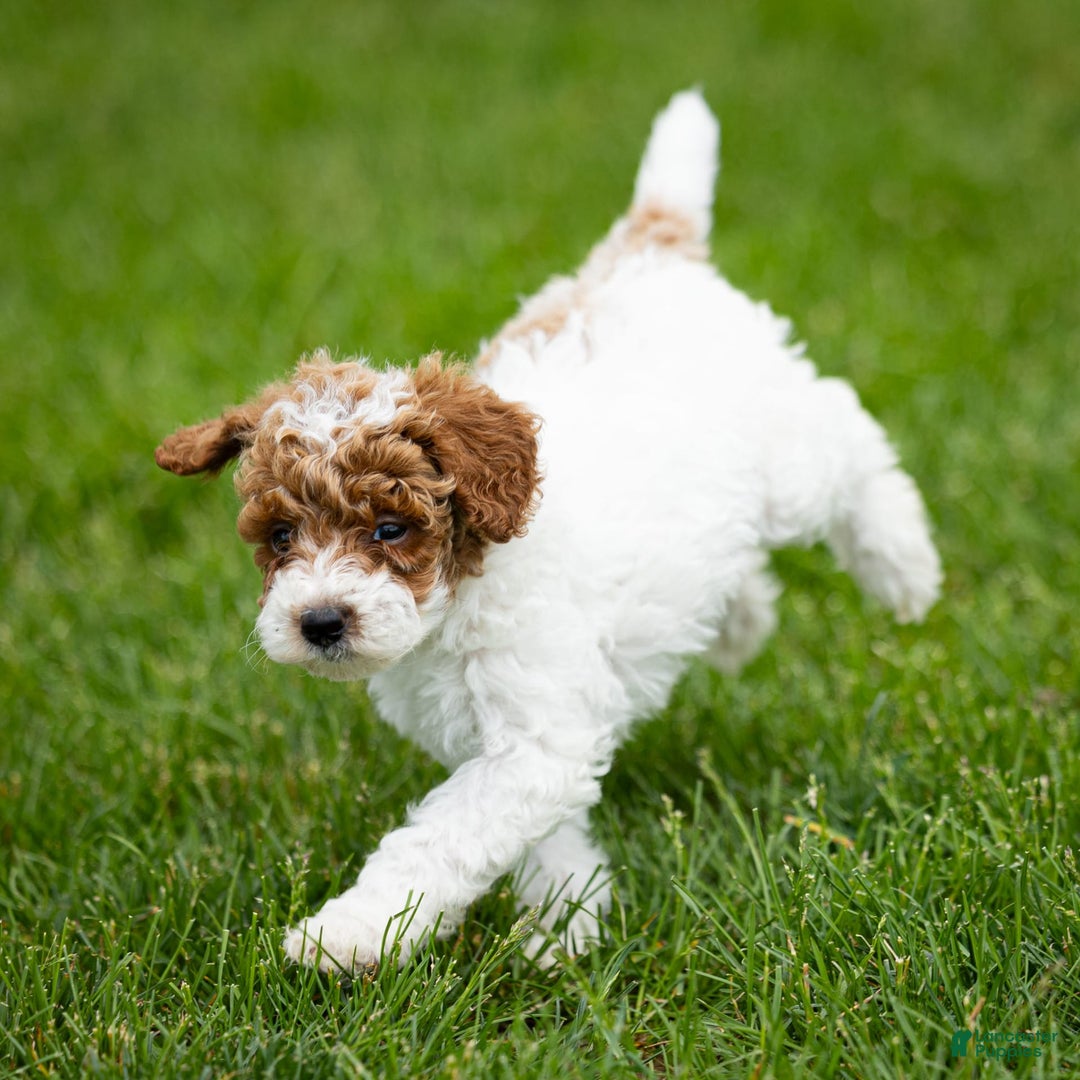 Toy Poodle dogs for sale: Rusty Scout - Ad 10