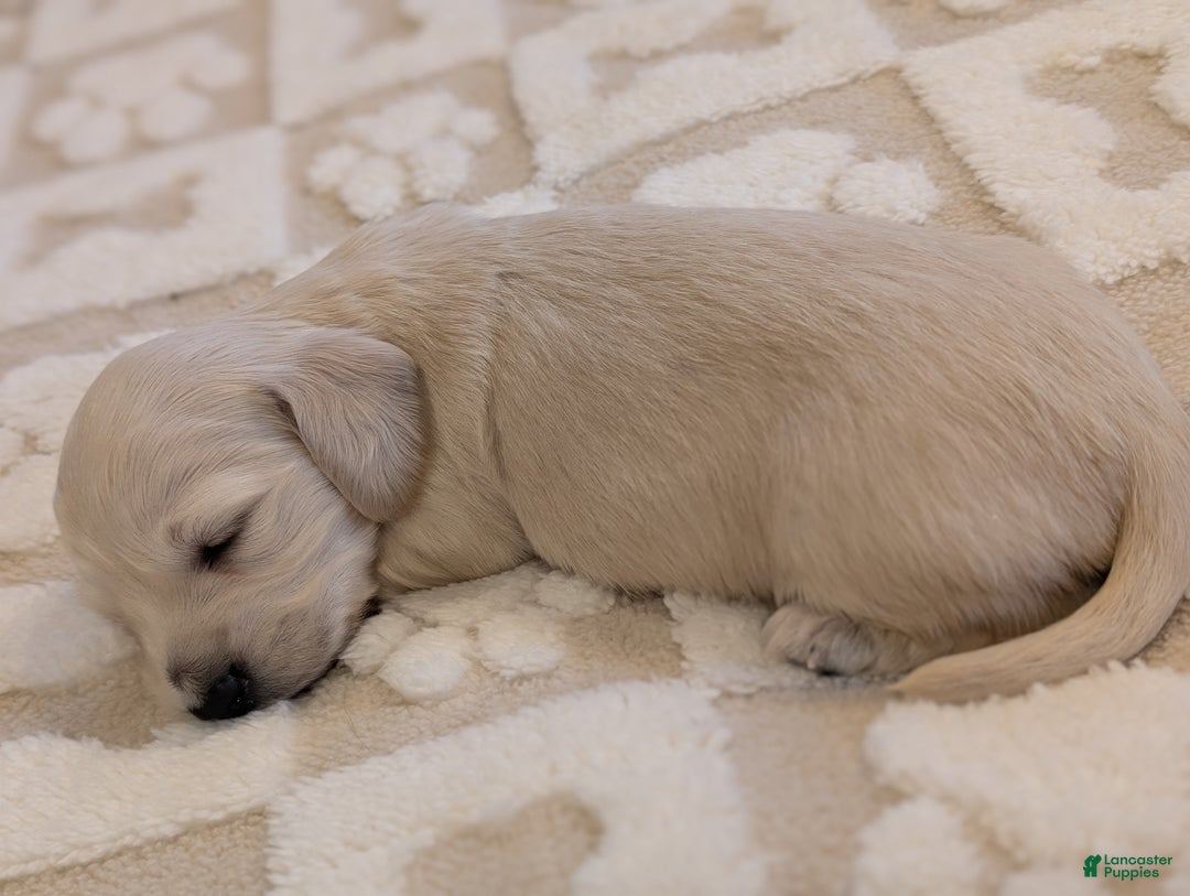 Miniature Dachshund dogs for sale: Miniature Dachshund Puppy 3 - Ad 2