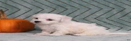 Bichon Frise dogs for sale: Jasmine - Ad 3