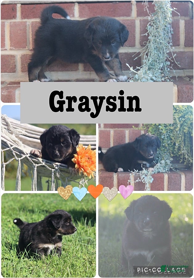 Mixed Breed dogs Graysin - Ad 18