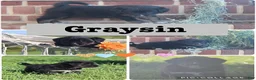 Mixed Breed dogs for sale: Graysin - Ad 1