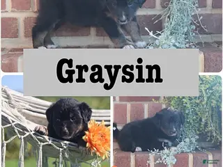Mixed Breed dogs Graysin - Ad 18