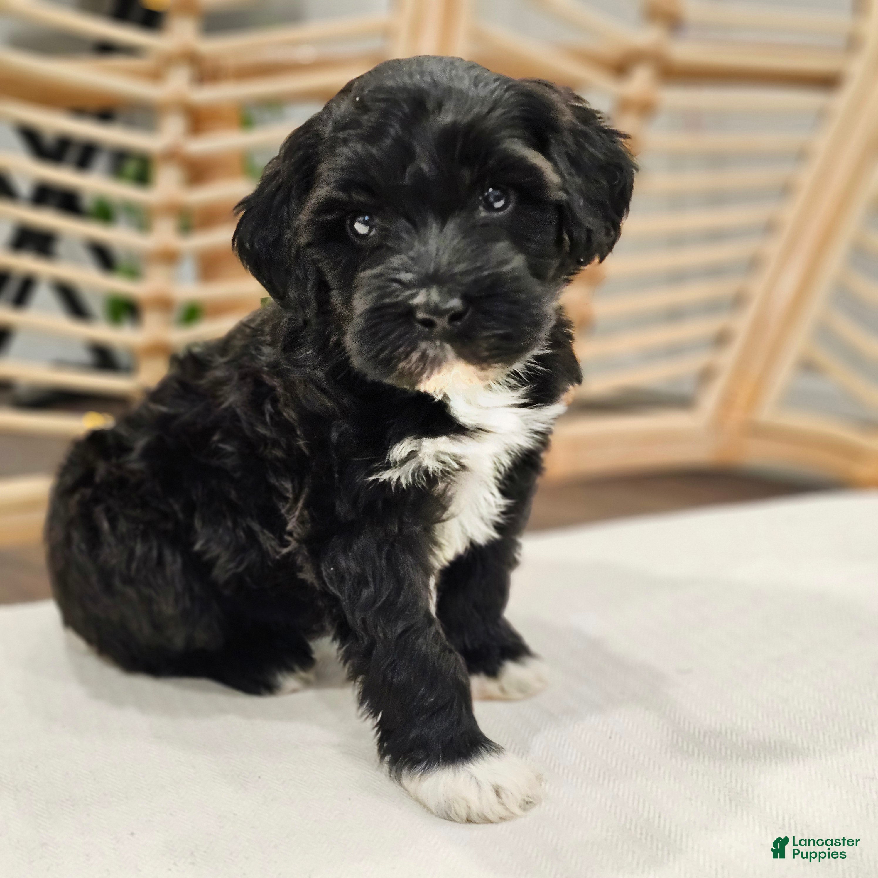 Portuguese Water Dog dogs Skye B. 🩶 - Ad 1