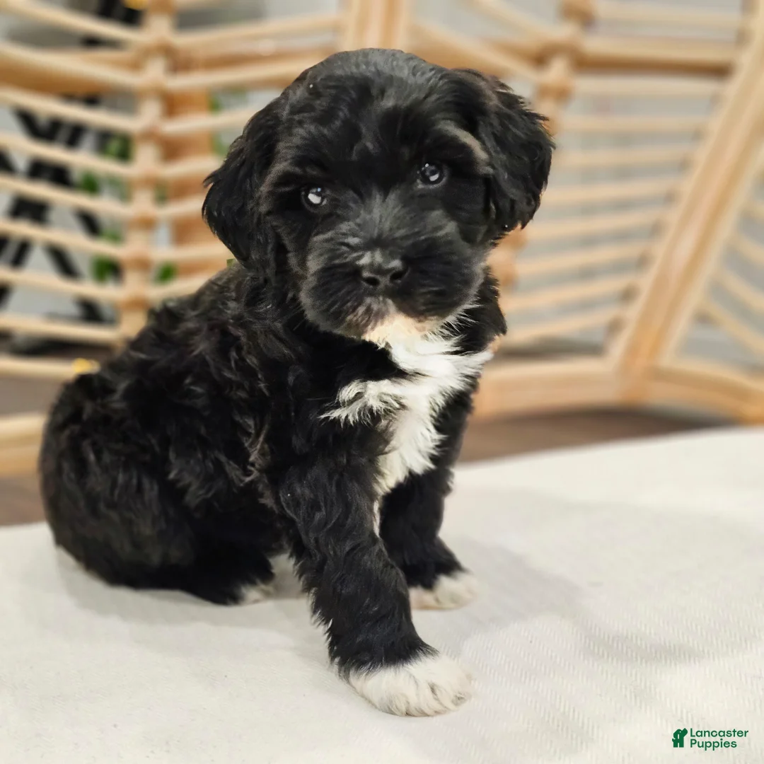 Portuguese Water Dog dogs for sale: Skye B. 🩶 - Ad 1