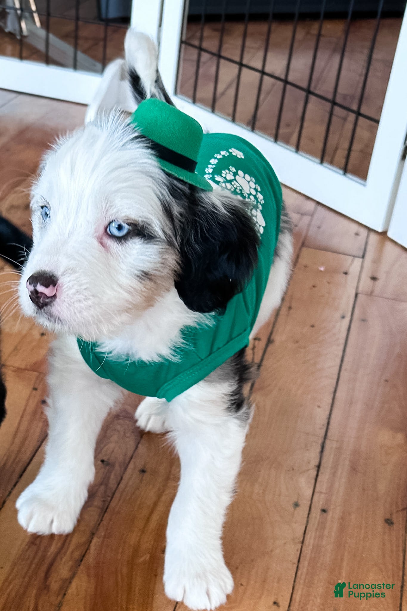 Mixed Breed dogs Muffin - Ad 2