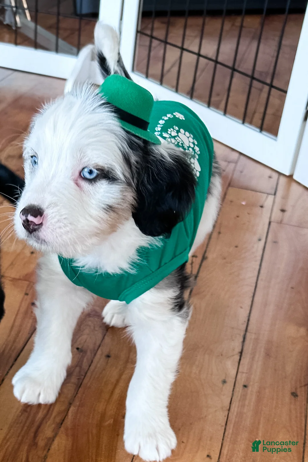 Mixed Breed dogs for sale: Muffin - Ad 2