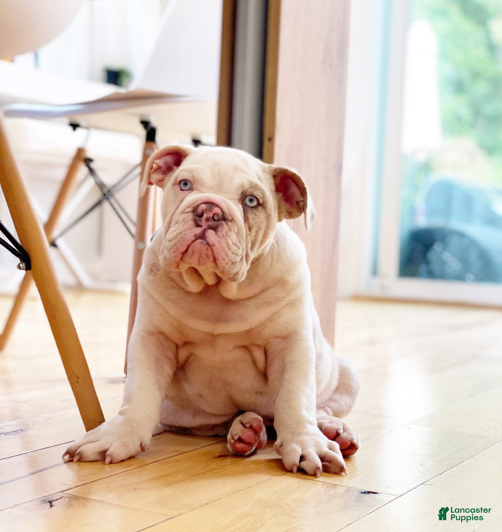 English Bulldog dogs Dallas - Ad 39