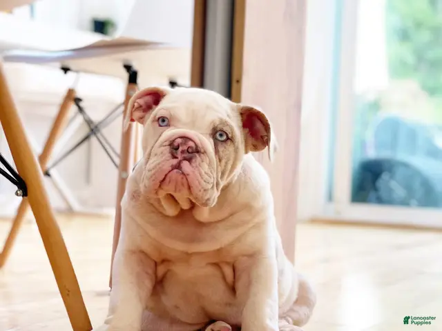 English Bulldog dogs for sale: Dallas - Ad 34