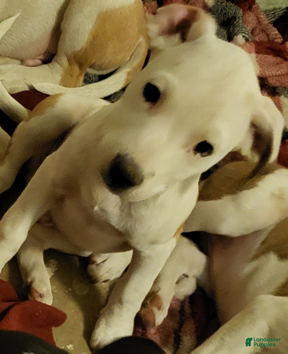 Mixed Breed dogs Dutch - Ad 38