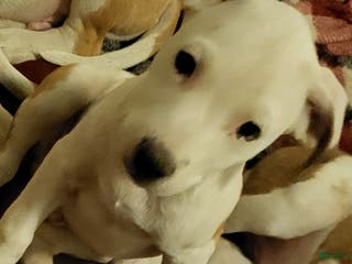 Mixed Breed dogs Dutch - Ad 38