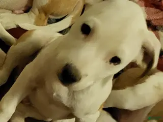 Mixed Breed dogs for sale: Dutch - Ad 3