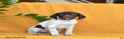 German Shorthaired Pointer dogs for sale: Bailey - Ad 5