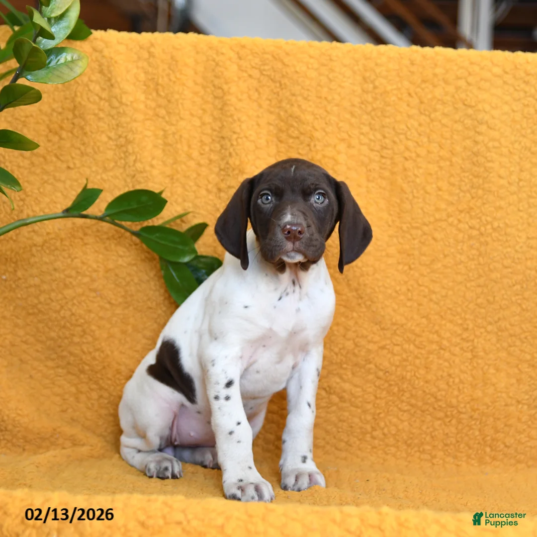 German Shorthaired Pointer dogs for sale: Bailey - Ad 5