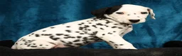 Dalmatian dogs for sale: Bella - Ad 1