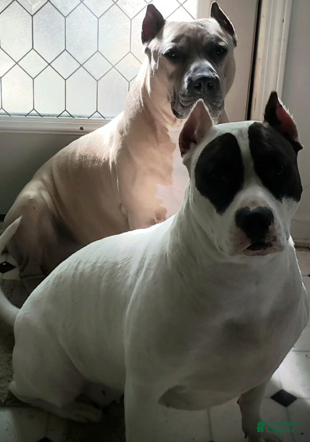 Gallery Image {{count}}