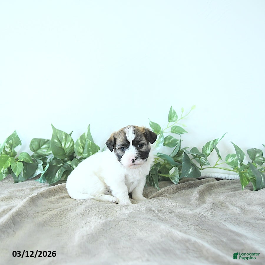 Teddy Bear dogs Milo - Ad 2