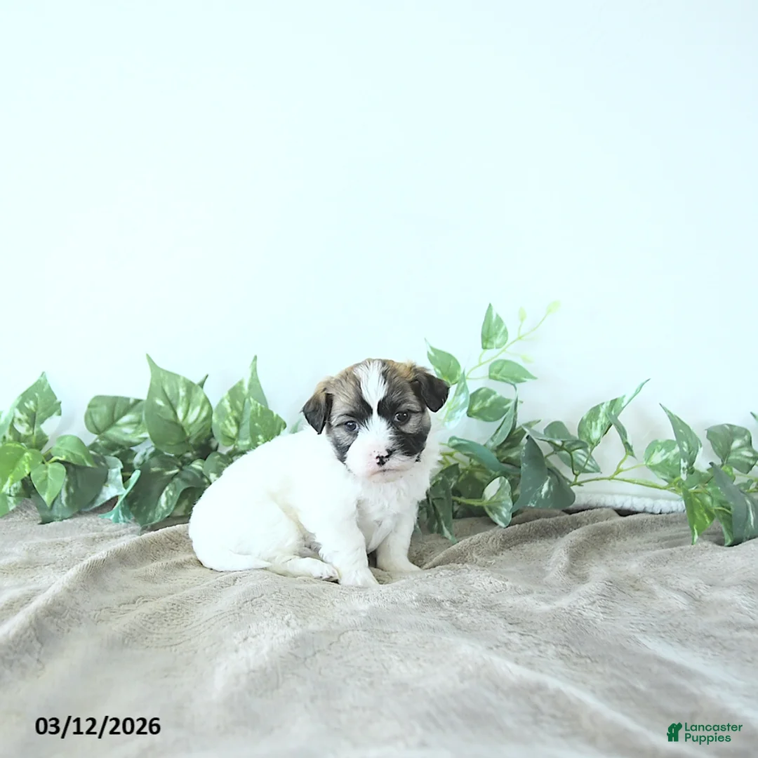 Teddy Bear dogs for sale: Milo - Ad 2