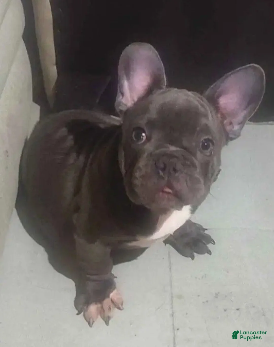 French Bulldog dogs for sale: French Bulldog 1 - Ad 5