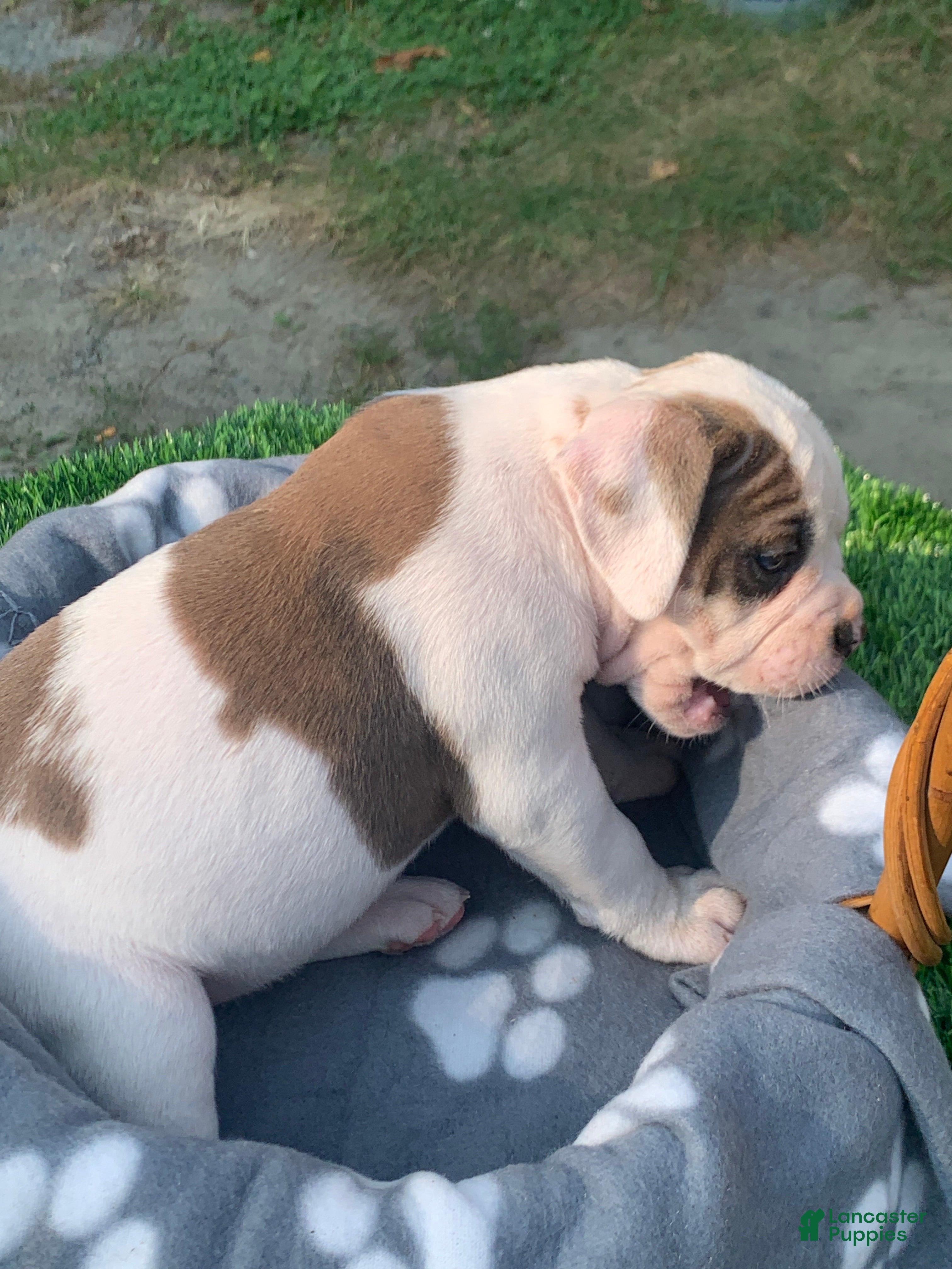 Olde English Bulldogge Puppies for sale Lancaster Puppies