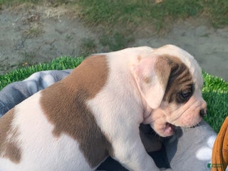 Olde English Bulldogge dogs - Ad 15