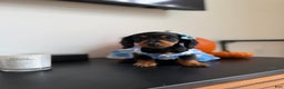 Miniature Dachshund dogs for sale: Teacup Chanel - Ad 3