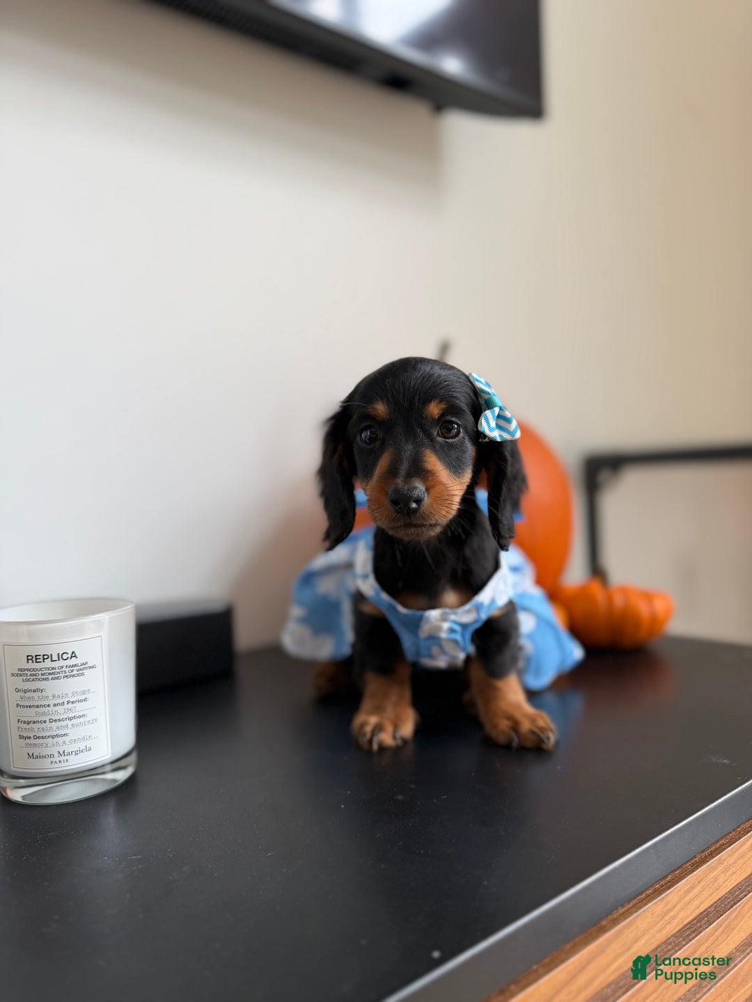 Miniature Dachshund dogs for sale: Teacup Chanel - Ad 3