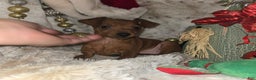 Miniature Pinscher dogs for sale: Ruby red  - Ad 5