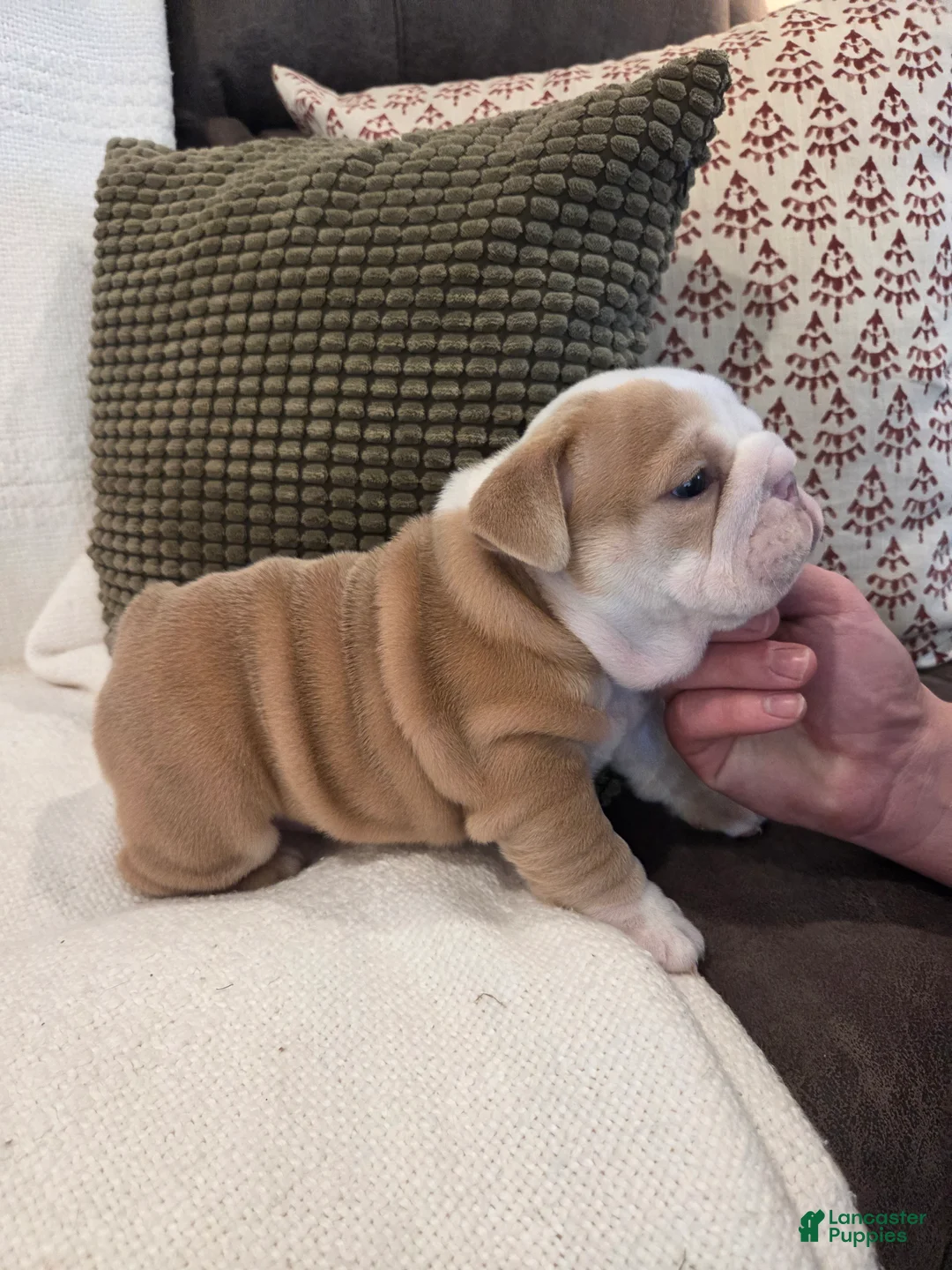 English Bulldog dogs for sale: Creme Puff - Ad 4