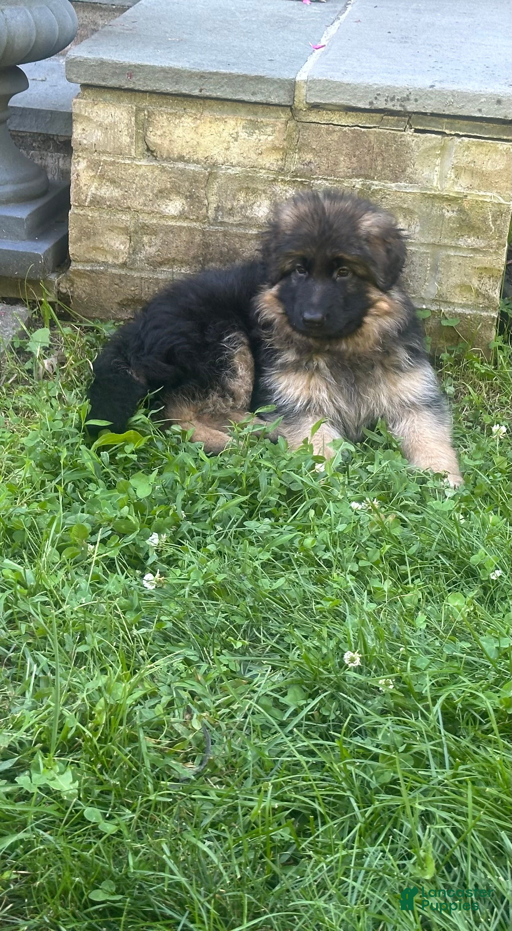 German Shepherd dogs Perfect German Shepherd Long Haired Female - Ad 2