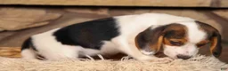Beagle dogs for sale: Dottie🎀 - Ad 17