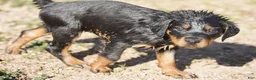 Rottweiler dogs for sale: Rottweiler F3 - Ad 13