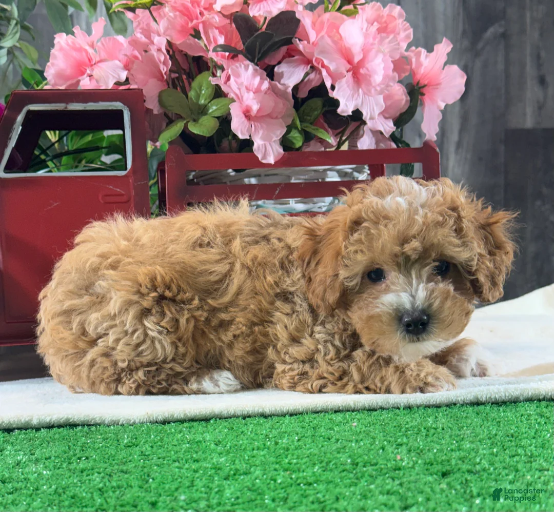 Toy Poodle dogs for sale: Nigel - Ad 8