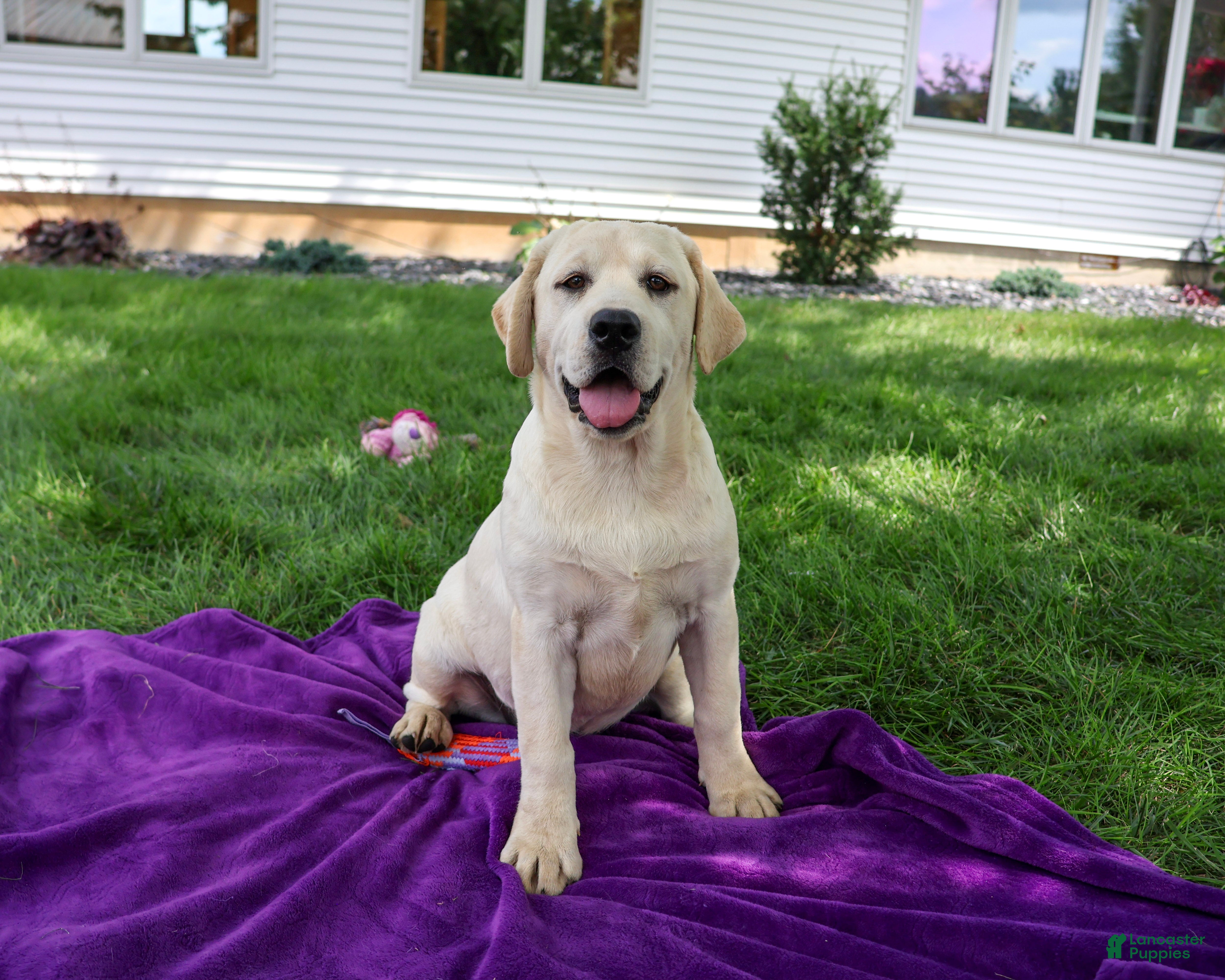 Labrador Retriever dogs Vidia - Ad 1