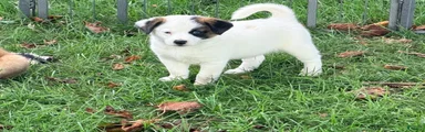 Charlie
