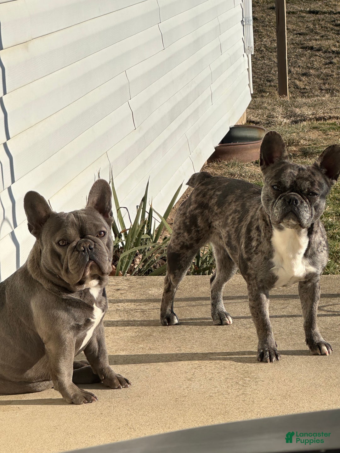 Brindle Blue And Tan French Bulldog Stud Blue Brindle Pied Female