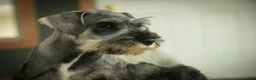 Miniature Schnauzer dogs for sale: Quest Miniature Schnauzer  - Ad 14