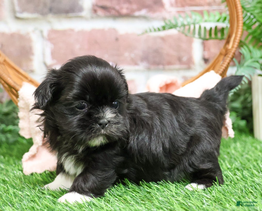 Shih Tzu dogs for sale: Harper - Ad 6