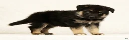 Gerberian Shepsky dogs for sale: Tito - Ad 5
