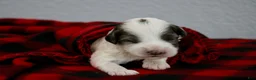 Mini Goldendoodle dogs for sale: Wyatt - Ad 6