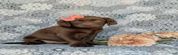 Labrador Retriever dogs for sale: Belinda - Ad 3