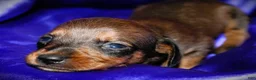 Dachshund dogs for sale: Circe - Ad 2