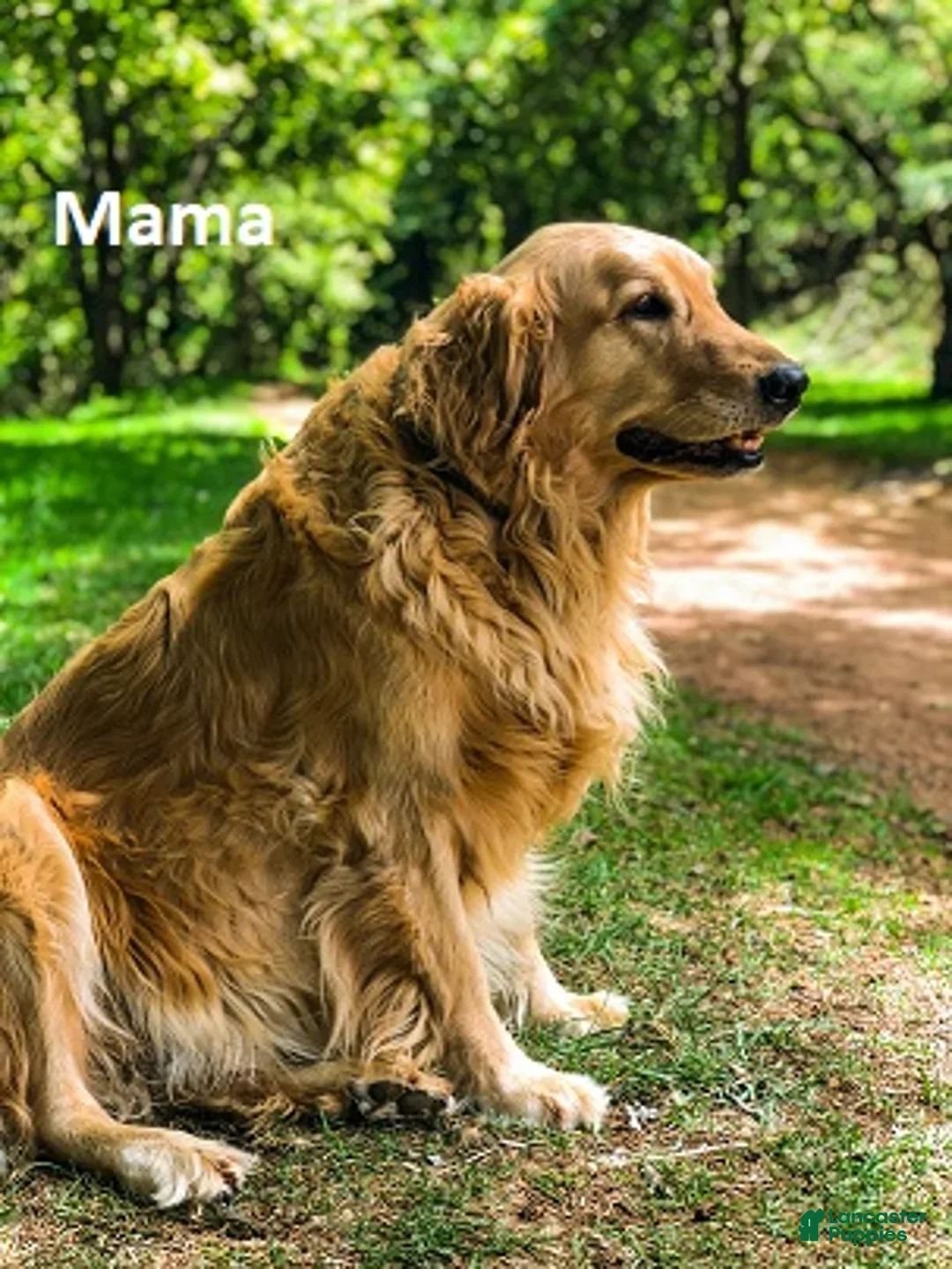 Mixed Breed dogs for sale: Sheila - Ad 4