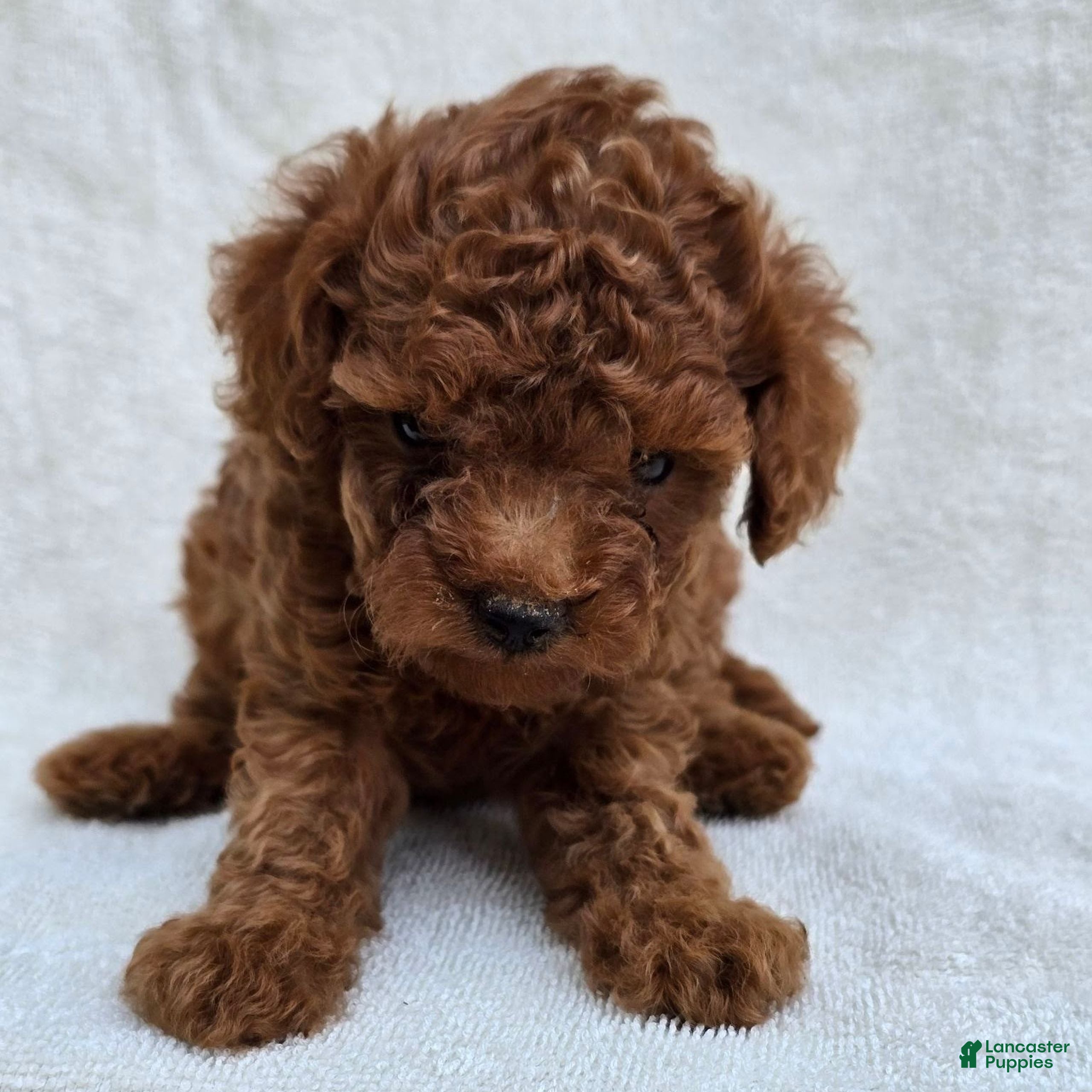 Toy Poodle dogs for sale: Gloria  - Ad 1